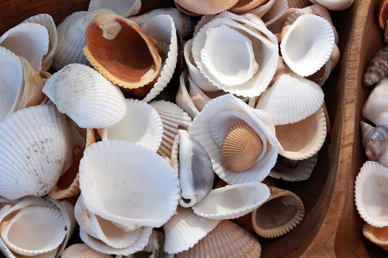Seashell Wind Chimes